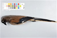 藏品(樹鵲)的圖片